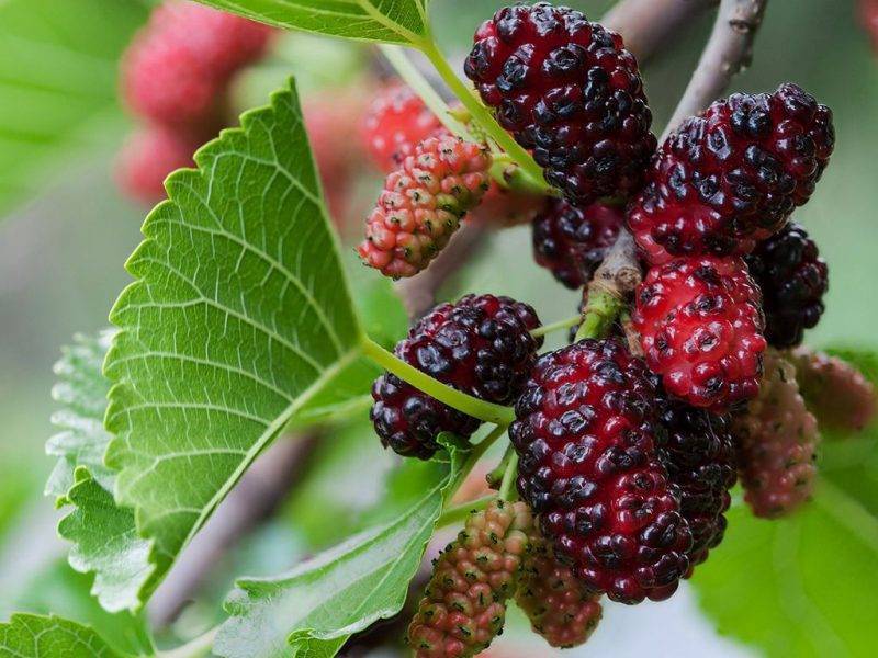 Шелковица купить саженцы из питомнике в Киселёвске
