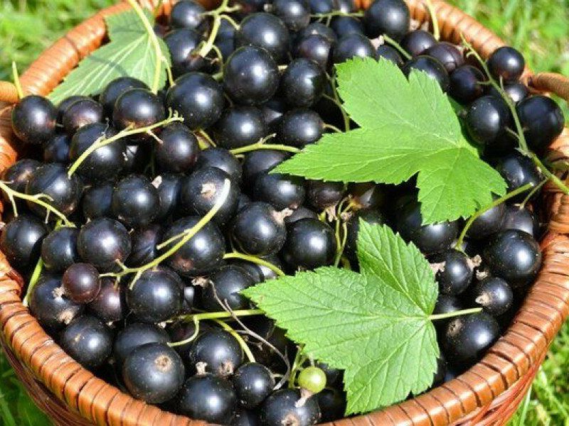 Смородина купить саженцы из питомника в Киселёвске