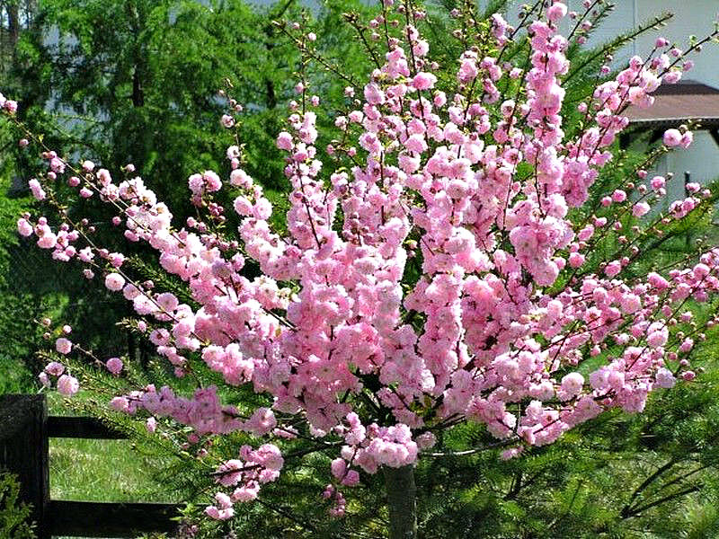 Миндаль купить саженцы из питомника в Киселёвске