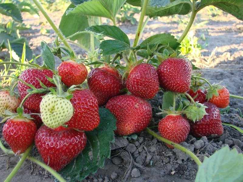 Клубника купить саженцы из питомника в Киселёвске