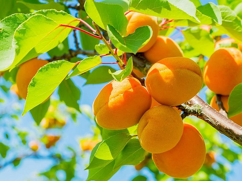 Абрикос купить саженцы из питомнике в Киселёвске