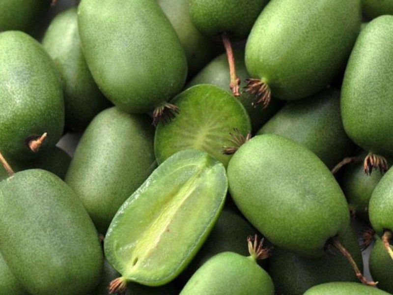 Актинидия купить саженцы из питомнике в Киселёвске