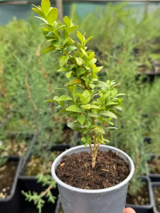 Саженцы Самшита Вечнозеленый (стакан Р9)