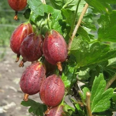 Крыжовник "КАЗАЧОК"