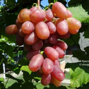 Виноград "ВИКТОР"