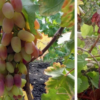 Виноград "ВИКТОР"