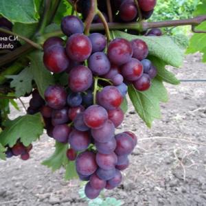 Виноград "ТЮЛЬПАН"